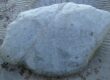 Plymouth Rock